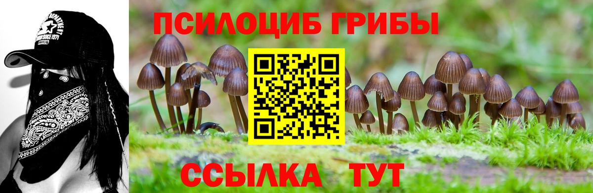 Псилоцибиновые грибы мицелий  Вход с VPN  Псилоцибиновые грибы Psilocybe  Чита 